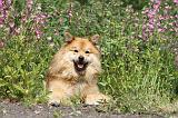 CHIEN FINNOIS DE LAPONIE 187